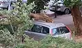 Силна буря събори множество дървета в Добрич