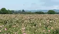 И розите останаха на полето заради липса на берачи