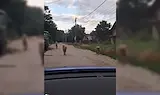 Пуснаха глутница огромни кангали по улиците на село Николово