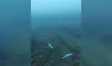 Националната рекордьорка по гмуркане Силвия Рашкова откри гробище на делфини