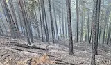 Гасят пожар в борова гора край Благоевград