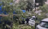 Съдят столична община заради смазана от дърво кола