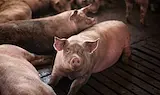 Установиха 5 нови огнища на африканска чума в Източна Хърватия