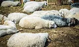 Откриха шарка по овцете в село Дълбок извор