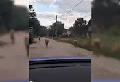 Пуснаха глутница огромни кангали по улиците на село Николово