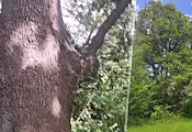 Държавата защити 500-годишен дъб в село Извор