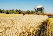 Световните цени на зърното достигнаха тригодишен връх