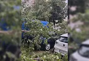 Съдят столична община заради смазана от дърво кола Съдят столична община заради смазана от дърво кола
