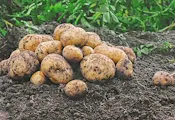 Човешки ген увеличи добива на ориз и картофи с 50%