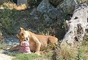 Симба и Косара отпразнуваха шести рожден ден