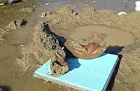 Откритите останки са на космат мамут в младежка възраст