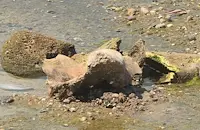 Вадят останките от праисторически мамут край село Ряхово