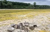 Дунав край Сандрово пресъхна, разкривайки дъно като плаж