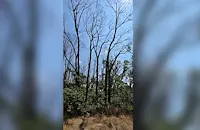 Мащабна сеч заради съхнещи гори в Северна България