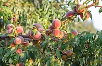 Овощари в Сливен изкореняват масиви заради ниски изкупни цени