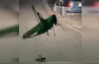Нашествие на огромни скакалци в Кричим