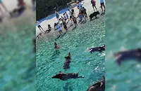 Глиган нахапа българка в Гърция