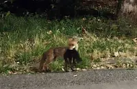 Лисици се разхождат из София