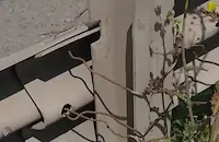 Тел и свински опашки държат мантинелите край София