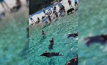 Глиган нахапа българка в Гърция