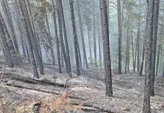 Пламъците са обхванали седем декара Горски пожар обхвана между шест