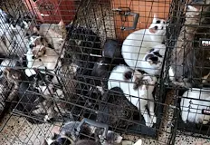 Животните са живели при лоши условия в ПантелимонСлужители на румънската
