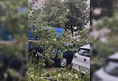 Жителите на квартал Сердика предупреждавали за дървото още миналата годинаЖител
