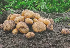 Учени търсят начин за растеж без чужда ДНКУчени от Чикагския