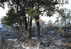 Еманюел Макрон посети засегнатите райони в близост до БордоВластите във