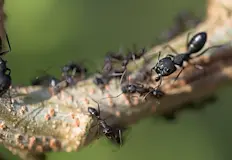 Учени преброиха 20 квадрилиона насекоми на планетатаУчени установиха след мащабен