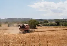 Изкупната цена на пшеницата не покрива разходитеЗемеделски стопани от Южна