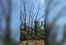Спират засаждането на брези и смърчове в РусеМащабни санитарни сечи
