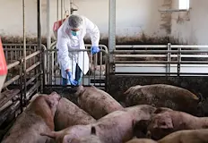 Епидемията засяга тежко целия животновъден сектор на БалканитеВ сряда сръбската
