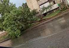 Паднали дървета и клони блокират пътищата в градаСилна буря с