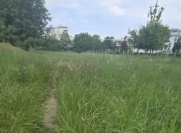 Неокосена трева "поглъща" пътеката до детска градина в Русе