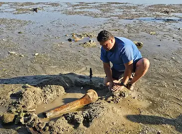 Учени вадят праисторическите останки от река Дунав