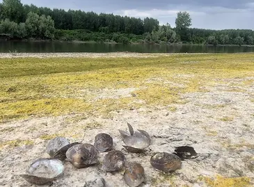 Дунав край Сандрово пресъхна, разкривайки дъно като плаж