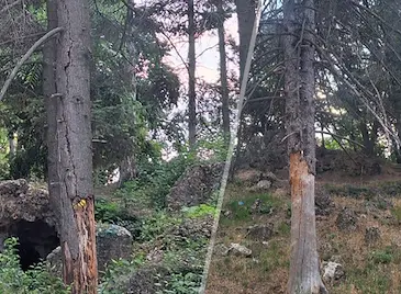 Скейт паркът в Русе обграден от опасни дървета