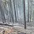 Гасят пожар в борова гора край Благоевград