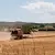 Ниски изкупни цени обричат зърнопроизводителите на фалит