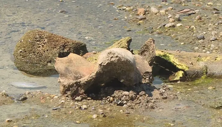 Разкопки на праисторически мамут край село Ряхово