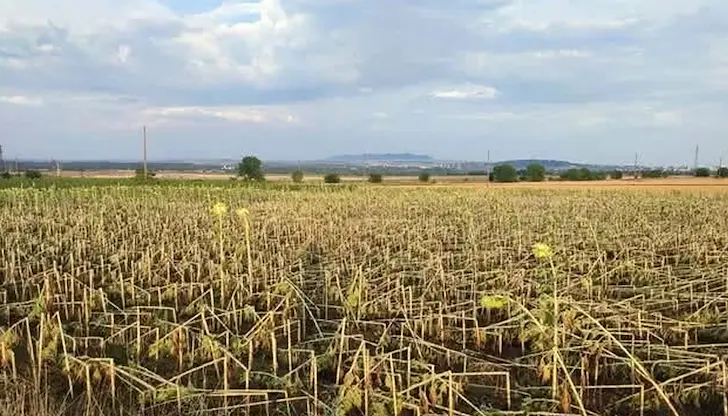 Реколтата в селата Кабиле и Дражево е напълно съсипана Реколтата в селата Кабиле и Дражево е напълно съсипана