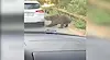 Мечка откъсна бронята на кола в Румъния