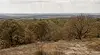 Вече и устойчивите дървета съхнат масово в Североизточна България