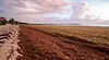 Кафяви водорасли покриха карибските плажове