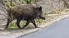 Диво прасе предизвика катастрофа с 12 ранени край Бургас
