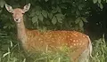 Сърна допусна на метри от себе си кмета на Община Родопи