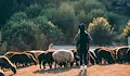 Брюксел прие първа стратегия за европейското животновъдство