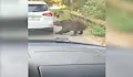 Мечка откъсна бронята на кола в Румъния
