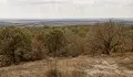 Вече и устойчивите дървета съхнат масово в Североизточна България
